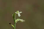 Small green wood orchid